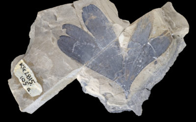 http://www.antarctica.ac.uk/images/in_pictures/fossils.php