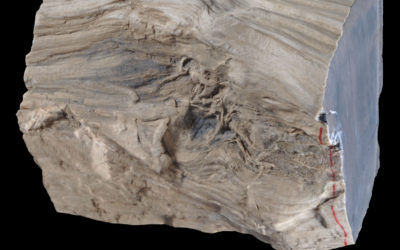 Fossil wood from Livingston Island. (Scale bar = 1 cm)