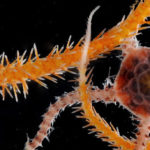 A close up of an animal.