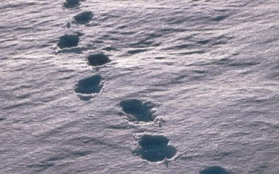 A large body of water.