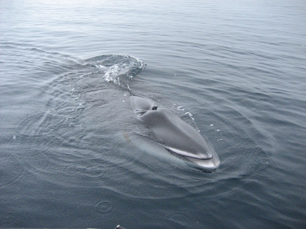 A minke whale in Paradise Harbour, Antarctic Peninsula