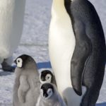 A close up of a penguin.