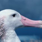 A close up of a bird.