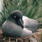 A bird sitting on grass.