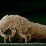 A close up of an animal.