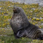 A seal lying in the grass.