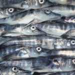 A close up of a fish.