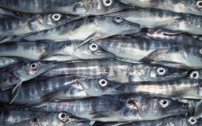 A close up of a fish.