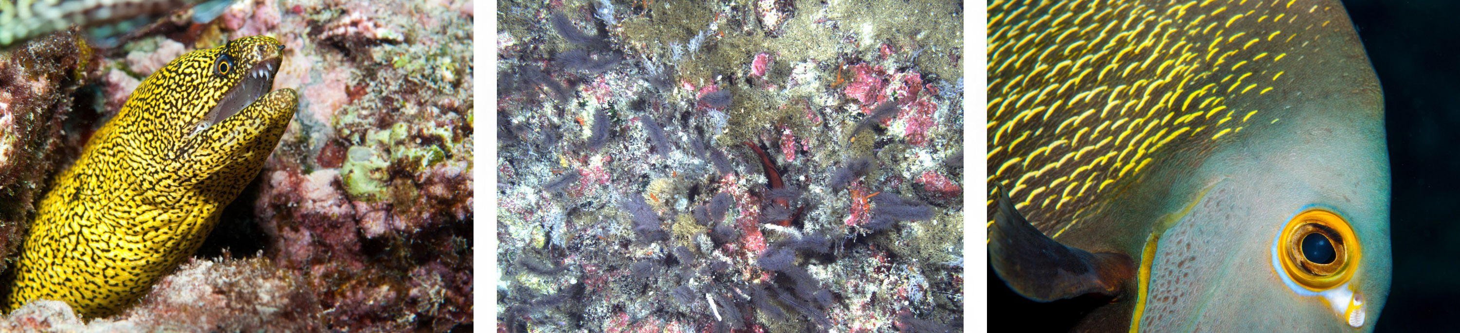composite AIMS image