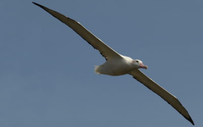 Flying wanderer