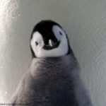 A close up of a penguin.